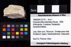 Foto (Objket + Etiketten) von Goniodromites bidentatus (Reuss, 1858) 